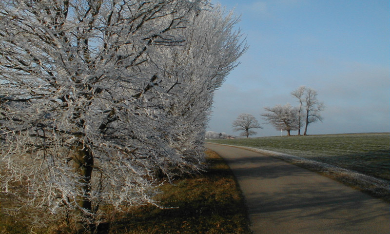 Eisbäume