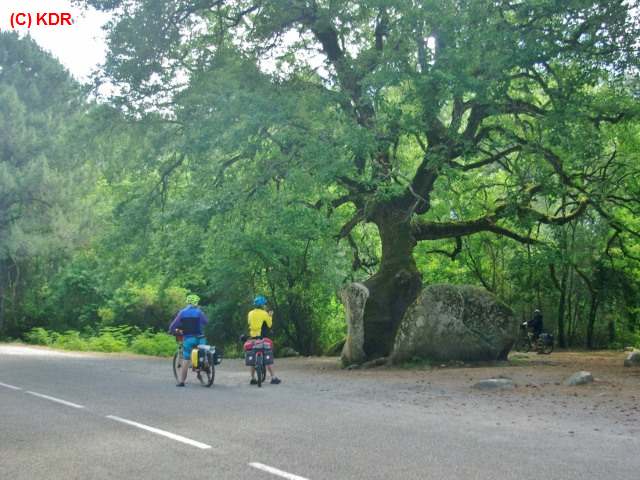 Baum